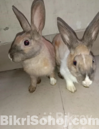 2 rabbits